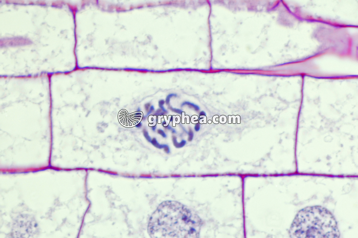 Racine de Blé - Cellule végétale en cours de division (mitose) : début de prophase x150  - gryphea.org